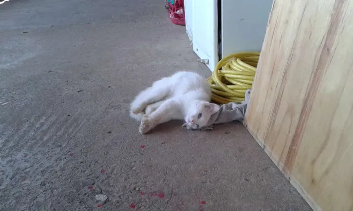 Gato raça  idade 2 a 6 meses nome Linda
