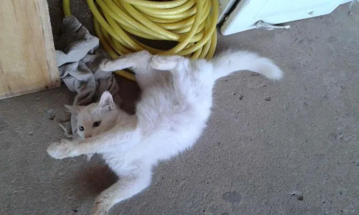 Gato raça  idade 2 a 6 meses nome Linda