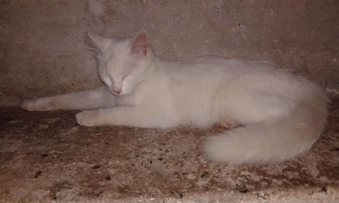 Gato raça  idade 2 a 6 meses nome Linda