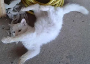 Gato raça  idade 2 a 6 meses nome Linda