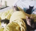 Mel, Belinha e Mimi
