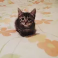 Mel, Belinha e Mimi