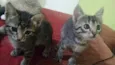 Mel, Belinha e Mimi
