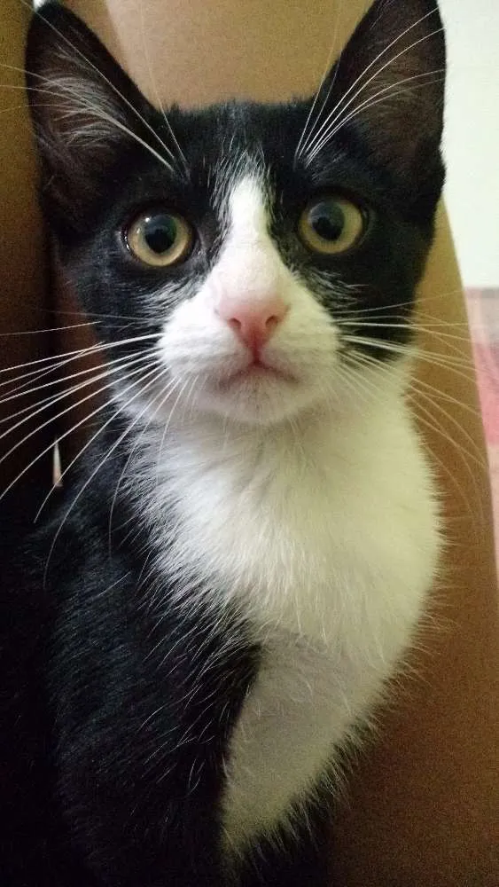 Gato ra a  idade 2 a 6 meses nome Mel, Belinha e Mimi