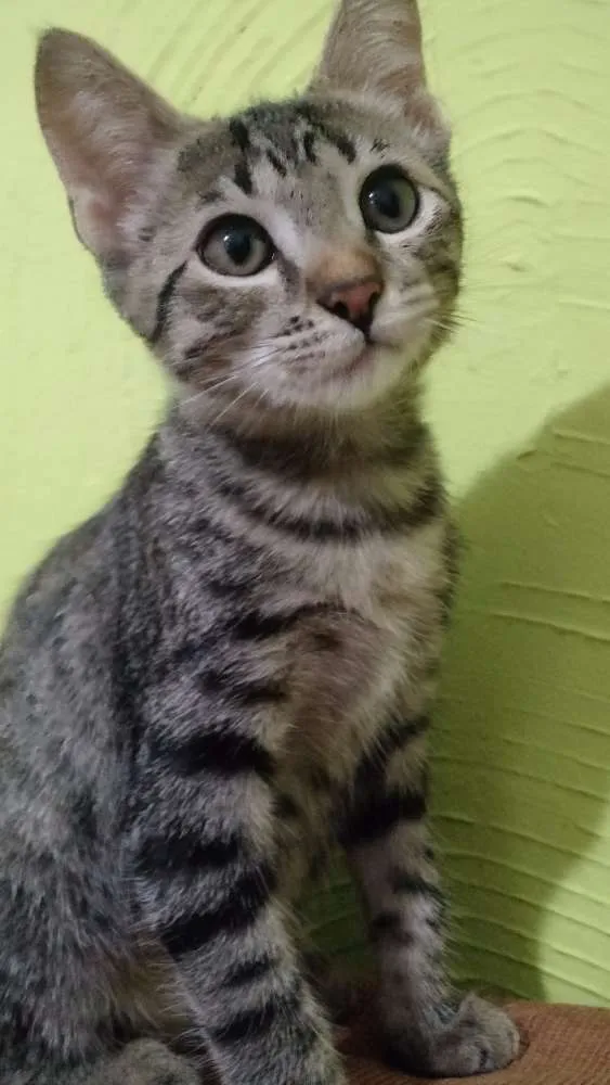 Gato ra a  idade 2 a 6 meses nome Mel, Belinha e Mimi