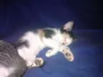 Miauzito e Miauzita