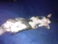 Miauzito e Miauzita