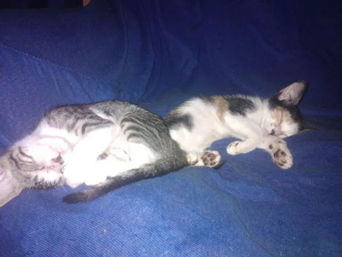Gato ra a Mesclado idade 2 a 6 meses nome Miauzito e Miauzita
