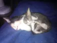 Miauzito e Miauzita