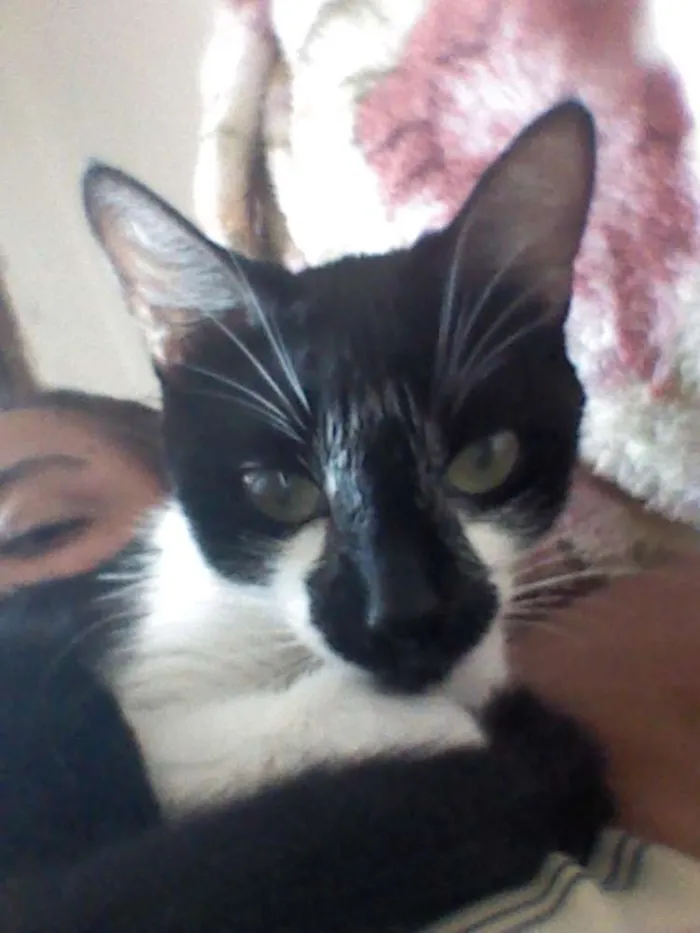 Gato ra a SRD idade 1 ano nome Pituca