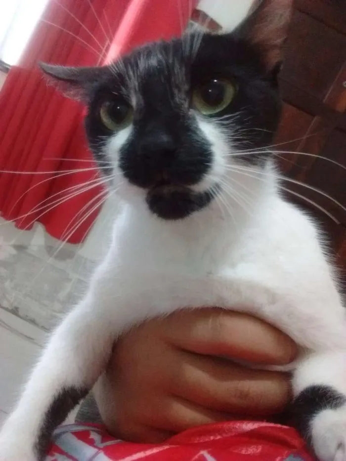 Gato ra a SRD idade 1 ano nome Pituca