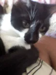 Pituca