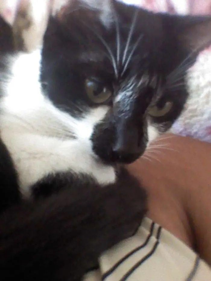 Gato ra a SRD idade 1 ano nome Pituca