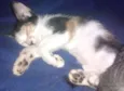 Miauzito e Miauzita