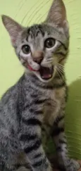 Mel, Belinha e Mimi