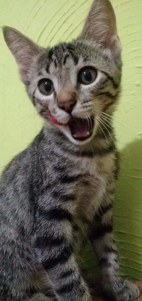 Gato ra a  idade 2 a 6 meses nome Mel, Belinha e Mimi