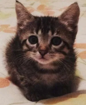 Gato raça  idade 2 a 6 meses nome Mel, Belinha e Mimi