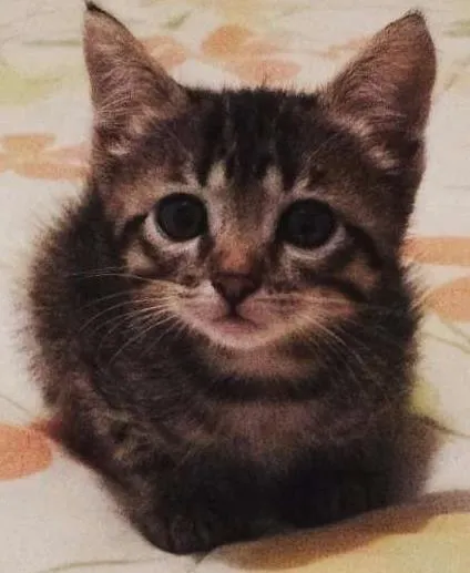 Gato ra a  idade 2 a 6 meses nome Mel, Belinha e Mimi