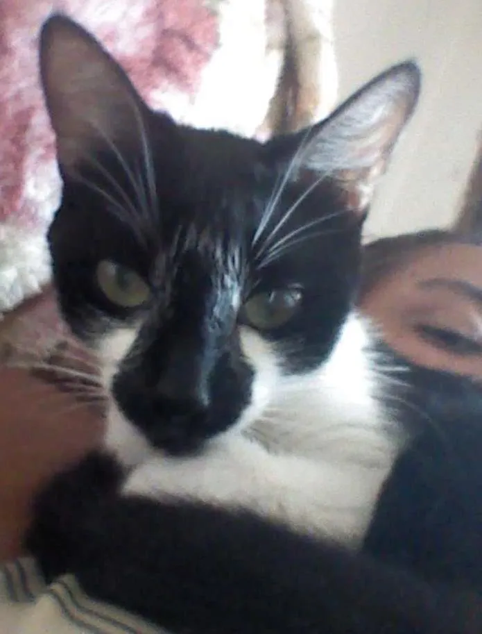 Gato ra a SRD idade 1 ano nome Pituca