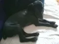 Titiko