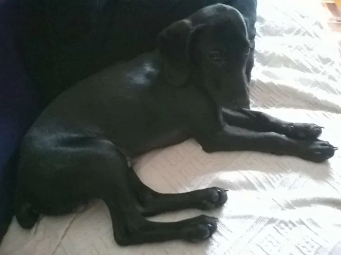 Cachorro ra a SRD idade 2 a 6 meses nome Titiko