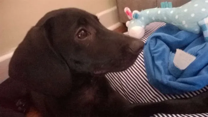 Cachorro ra a SRD idade 2 a 6 meses nome Titiko