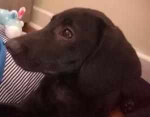 Cachorro raça SRD idade 2 a 6 meses nome Titiko
