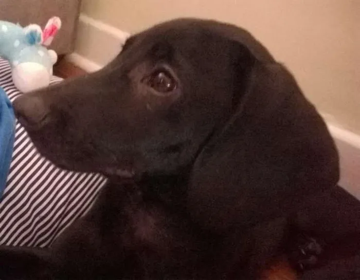 Cachorro ra a SRD idade 2 a 6 meses nome Titiko