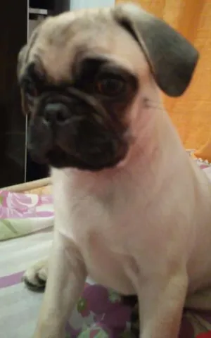 Cachorro raça Pug idade 2 a 6 meses nome Bruce