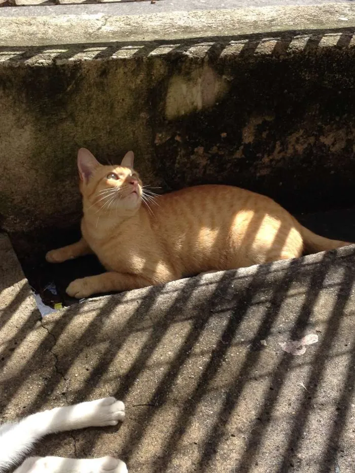 Gato raça SRD idade 7 a 11 meses nome Janis & Mustafa