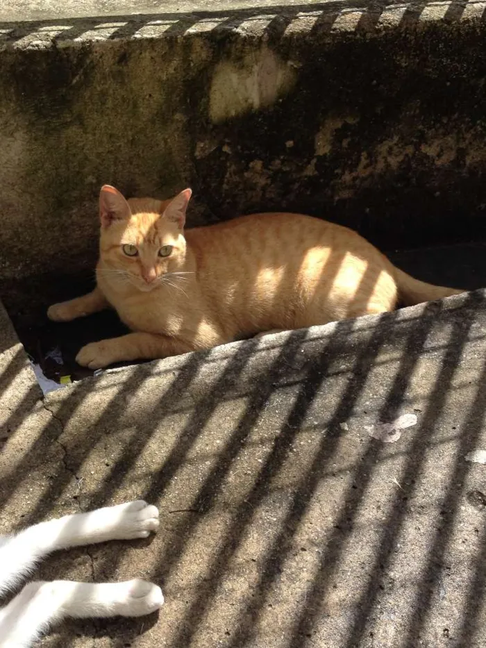 Gato raça SRD idade 7 a 11 meses nome Janis & Mustafa