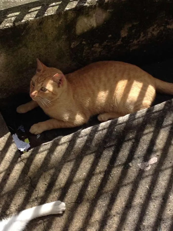 Gato raça SRD idade 7 a 11 meses nome Janis & Mustafa