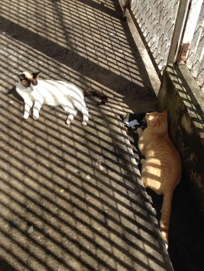 Gato raça SRD idade 7 a 11 meses nome Janis & Mustafa