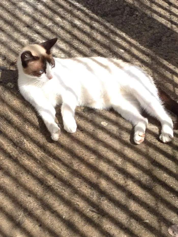 Gato raça SRD idade 7 a 11 meses nome Janis & Mustafa