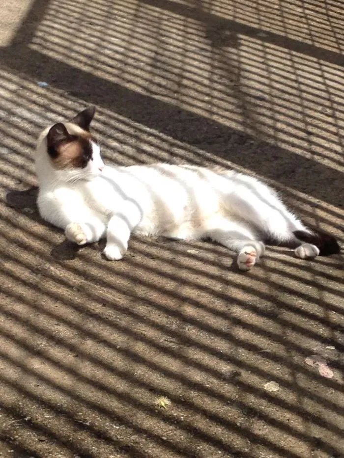 Gato raça SRD idade 7 a 11 meses nome Janis & Mustafa
