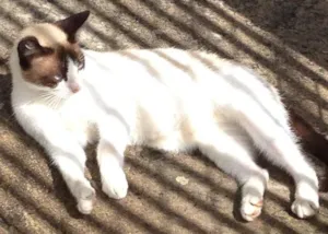 Gato raça SRD idade 7 a 11 meses nome Janis & Mustafa