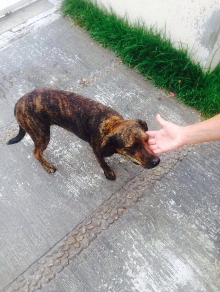 Cachorro ra a Sem raça definida idade 1 ano nome Amora