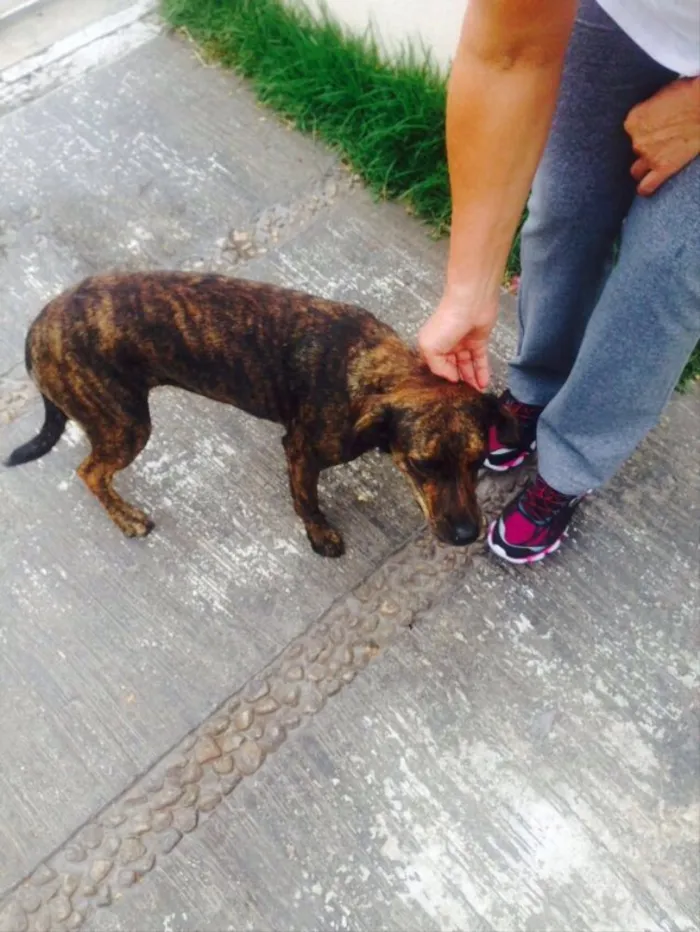 Cachorro ra a Sem raça definida idade 1 ano nome Amora