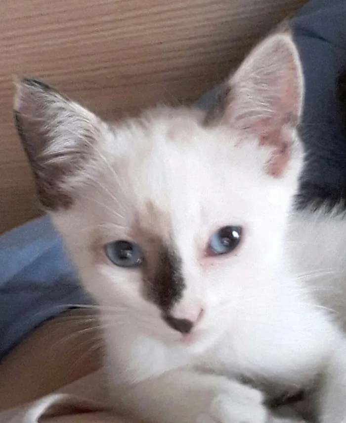 Gato ra a Sialata  idade Abaixo de 2 meses nome PRINCESA 