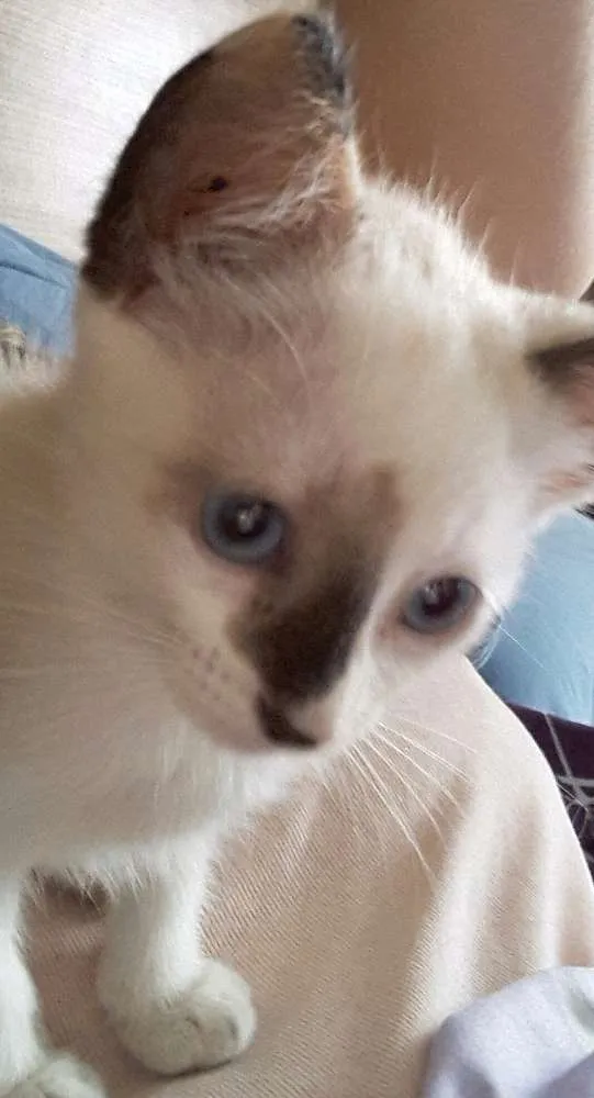 Gato ra a Sialata  idade Abaixo de 2 meses nome PRINCESA 