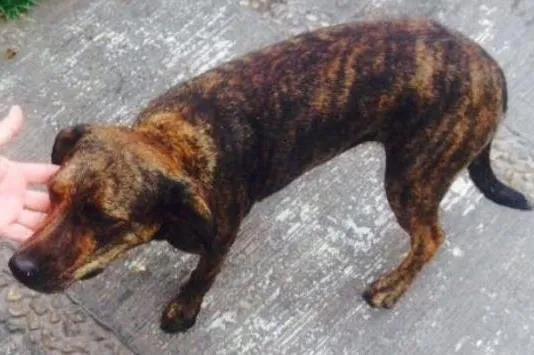 Cachorro ra a Sem raça definida idade 1 ano nome Amora