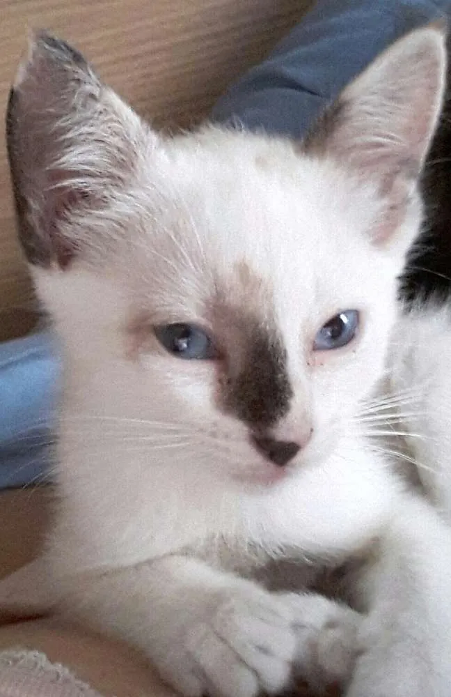 Gato ra a Sialata  idade Abaixo de 2 meses nome PRINCESA 