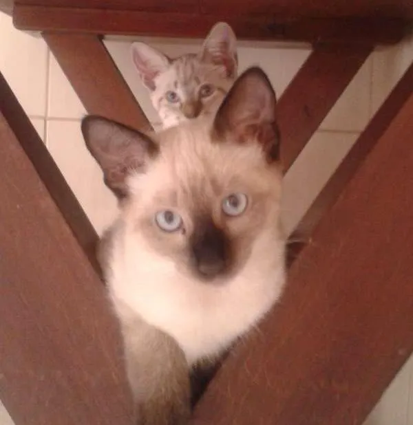 Gato ra a  idade 2 a 6 meses nome  Pudim & Negresco