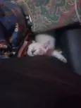 Nico, nina e pelucia