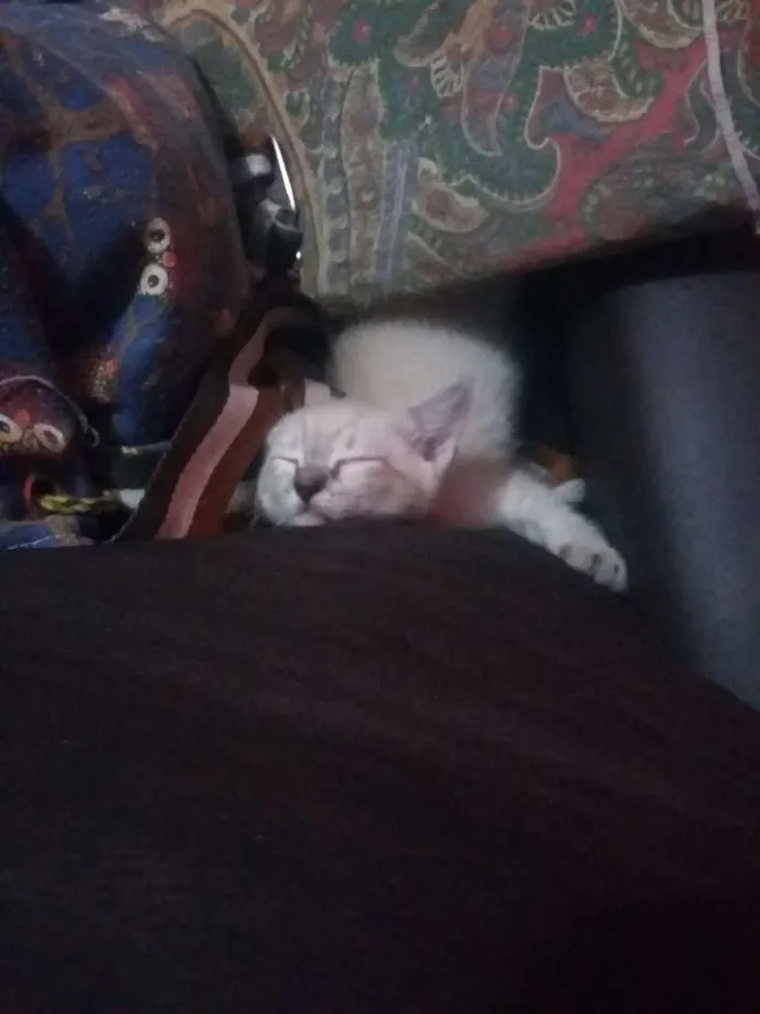 Gato ra a  idade Abaixo de 2 meses nome Nico, nina e pelucia