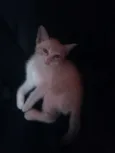 Nico, nina e pelucia