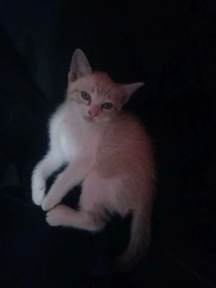 Gato ra a  idade Abaixo de 2 meses nome Nico, nina e pelucia