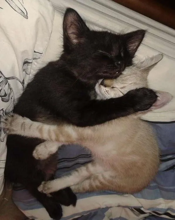 Gato ra a  idade 2 a 6 meses nome  Pudim & Negresco