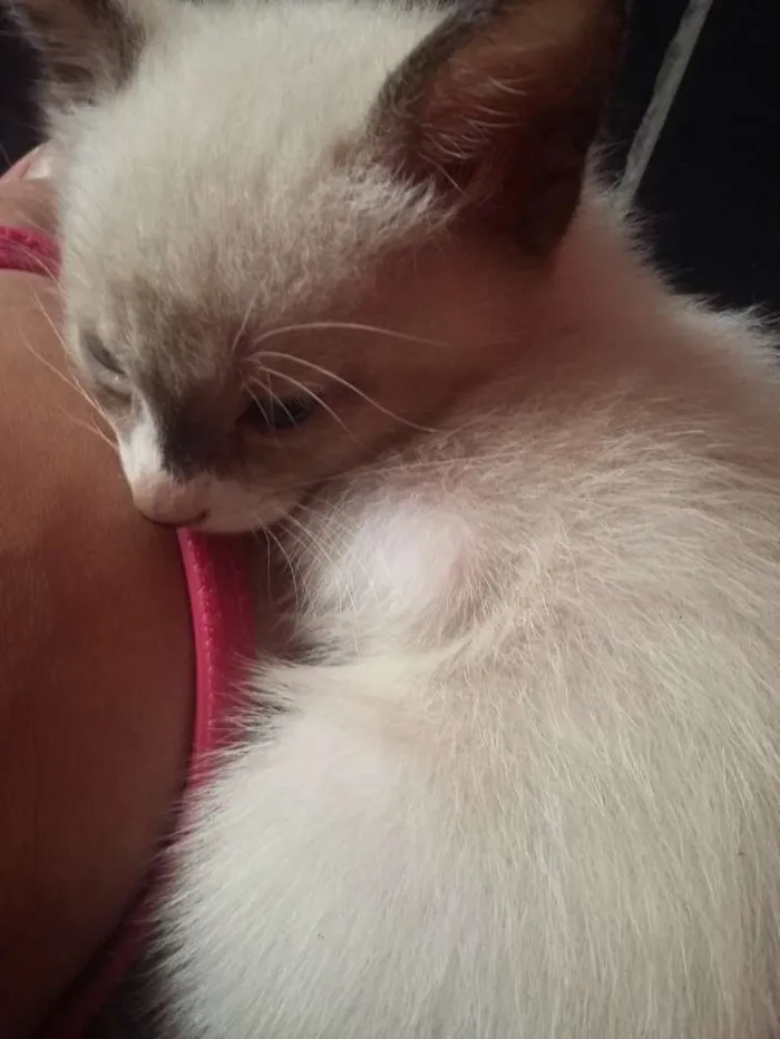 Gato ra a  idade Abaixo de 2 meses nome Nico, nina e pelucia