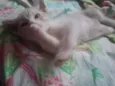 Nico, nina e pelucia